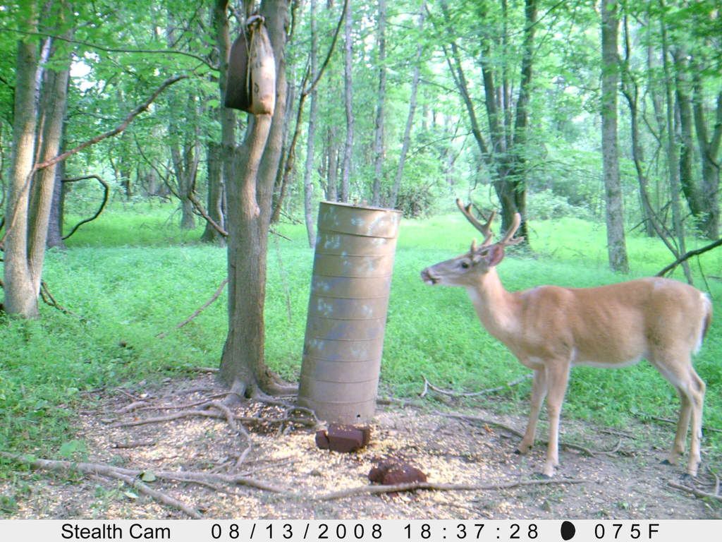 Unusual, deer racks (pix) Page 4