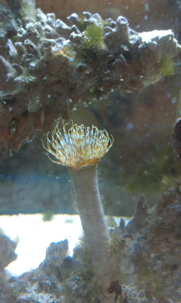 feather duster worms breeding Reef Central Online Community