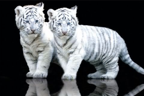 white-tiger-cubs.jpg